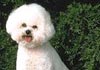 Bichon Frisé Hund