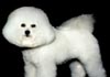 Bichon Frisé Hund