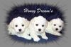 Bichon Frisé Hund