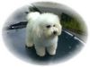 Bichon Frisé Hund