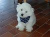 Bichon Frisé Hund