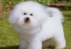 Bichon Frisé Hund