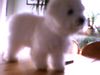 Bichon Frisé Hund