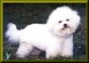 Bichon Frisé Hund