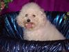 Bichon Frisé Hund