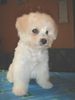 Bichon Frisé Hund