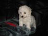 Bichon Frisé Hund