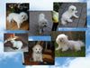 Bichon Frisé Hund