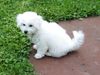 Bichon Frisé Hund