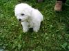 Bichon Frisé Hund