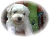 Bichon Frisé Hund