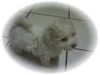 Bichon Frisé Hund