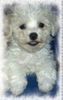 Bichon Frisé Hund