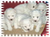 Bichon Frisé Hund