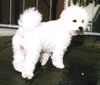 Bichon Frisé Hund