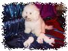 Bichon Frisé Hund