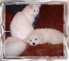 Bichon Frisé Hund