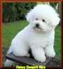 Bichon Frisé Hund