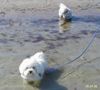 Bichon Frisé Hund