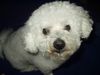 Bichon Frisé Hund