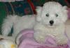 Bichon Frisé Hund