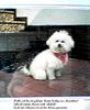 Bichon Frisé Hund