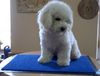 Bichon Frisé Hund