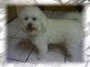 Bichon Frisé Hund