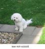 Bichon Frisé Hund