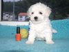 Bichon Frisé Hund