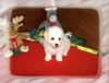 Bichon Frisé Hund