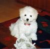 Bichon Frisé Hund