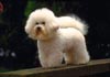 Bichon Frisé Hund