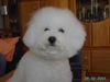 Bichon Frisé Hund