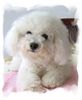 Bichon Frisé Hund