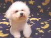 Bichon Frisé Hund