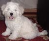 Bichon Frisé Hund