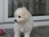 Bichon Frisé Hund