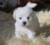 Bichon Frisé Hund