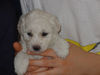 Bichon Frisé Hund