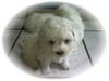 Bichon Frisé Hund