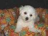 Bichon Frisé Hund