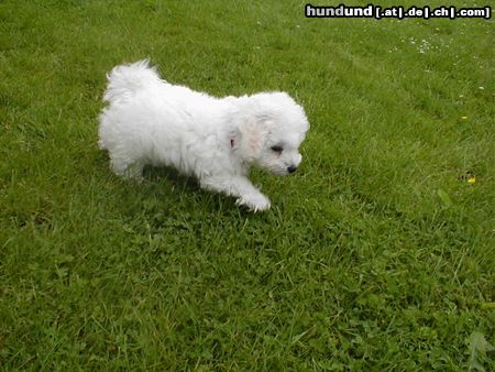 Bichon Frisé Gestatten mein Name ist Buddy