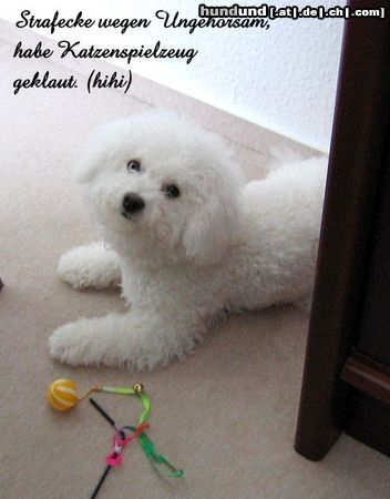 Bichon Frisé dana nimmt's gelassen, grinst sie etwa ? 