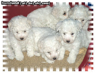 Bichon Frisé