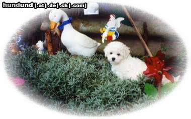 Bichon Frisé Vom Stiefeler-schloss