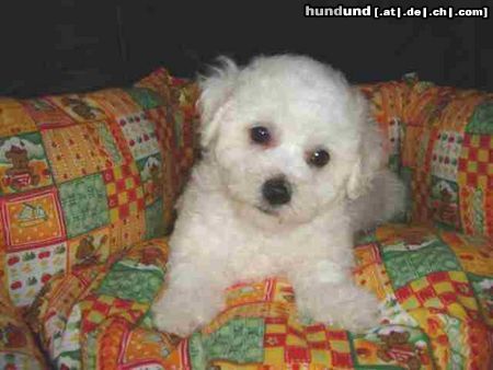 Bichon Frisé vom Adlerhorst