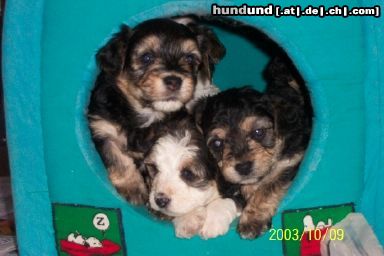 Bichon/Yorkie Barbie Beauties Nugget, Neuman o Nilla Vanilla 4 w