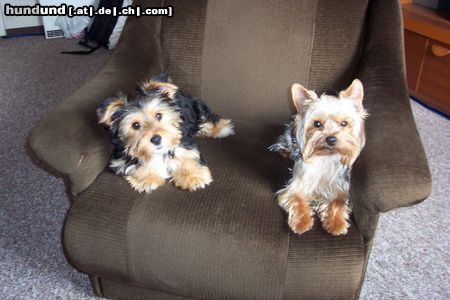 Bichon/Yorkie Sammy (r., Yorki), Wisky (l. Bichon-Yorki)