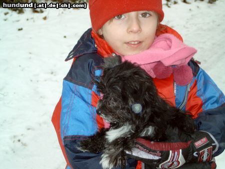 Bichon/Yorkie unsere süssen Familienmitglieder